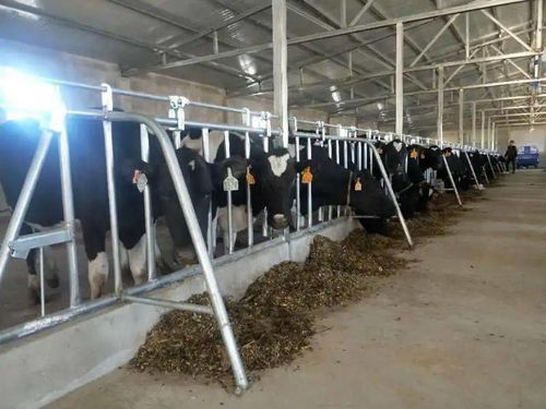 全區民族傳統奶制品產業發展現場會今日召開，共謀特色乳業振興之路
